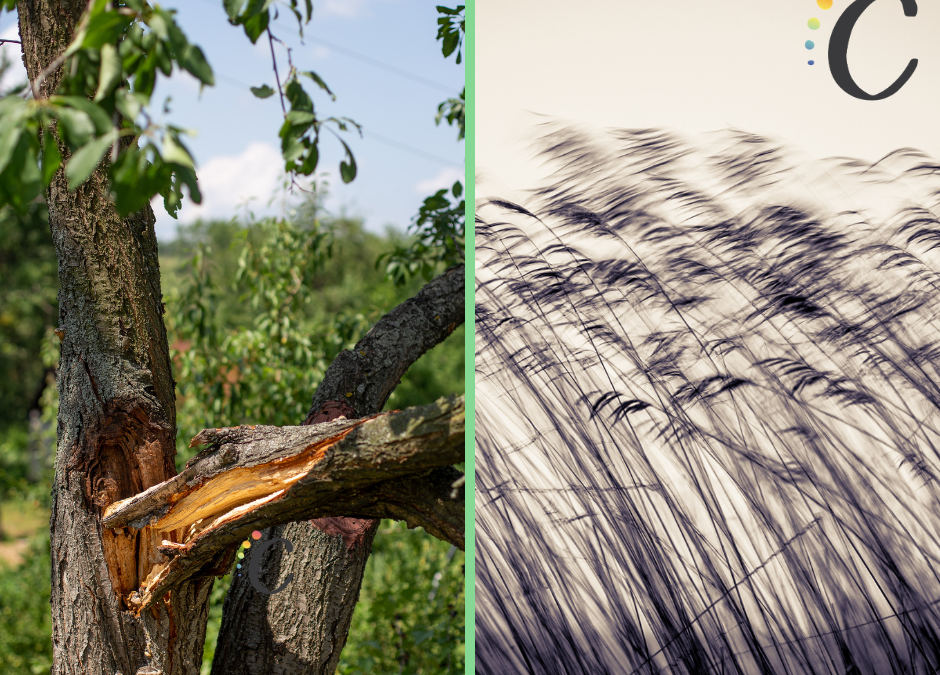 Etes-vous plutôt arbre ou plutôt roseau ?